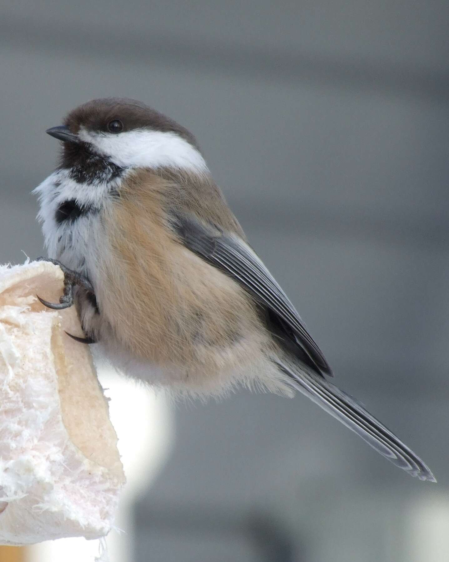 Image of Chickadee