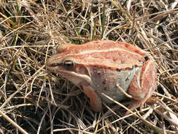 Lithobates sylvaticus (Le Conte 1825) resmi