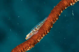 Image of Whip coral goby