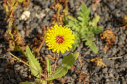 Image of False sowthistle