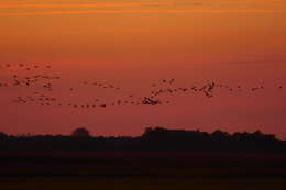 Image of Common Crane