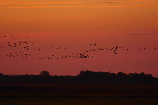 Image of Common Crane