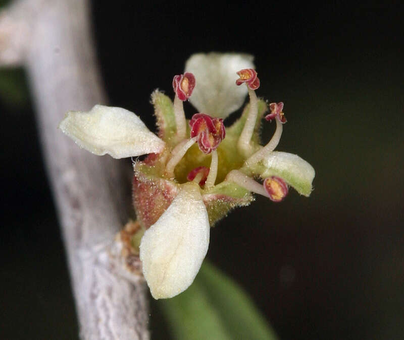 Prunus fasciculata subsp. fasciculata resmi