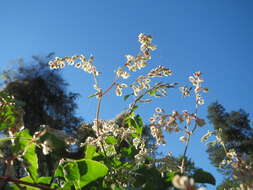 Image of Fallopia baldschuanica