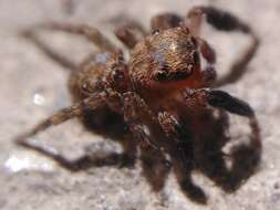 Image de Euophrys rufibarbis (Simon 1868)