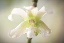 Image of Chameleon Dendrobium