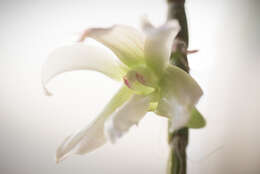 Image of Chameleon Dendrobium