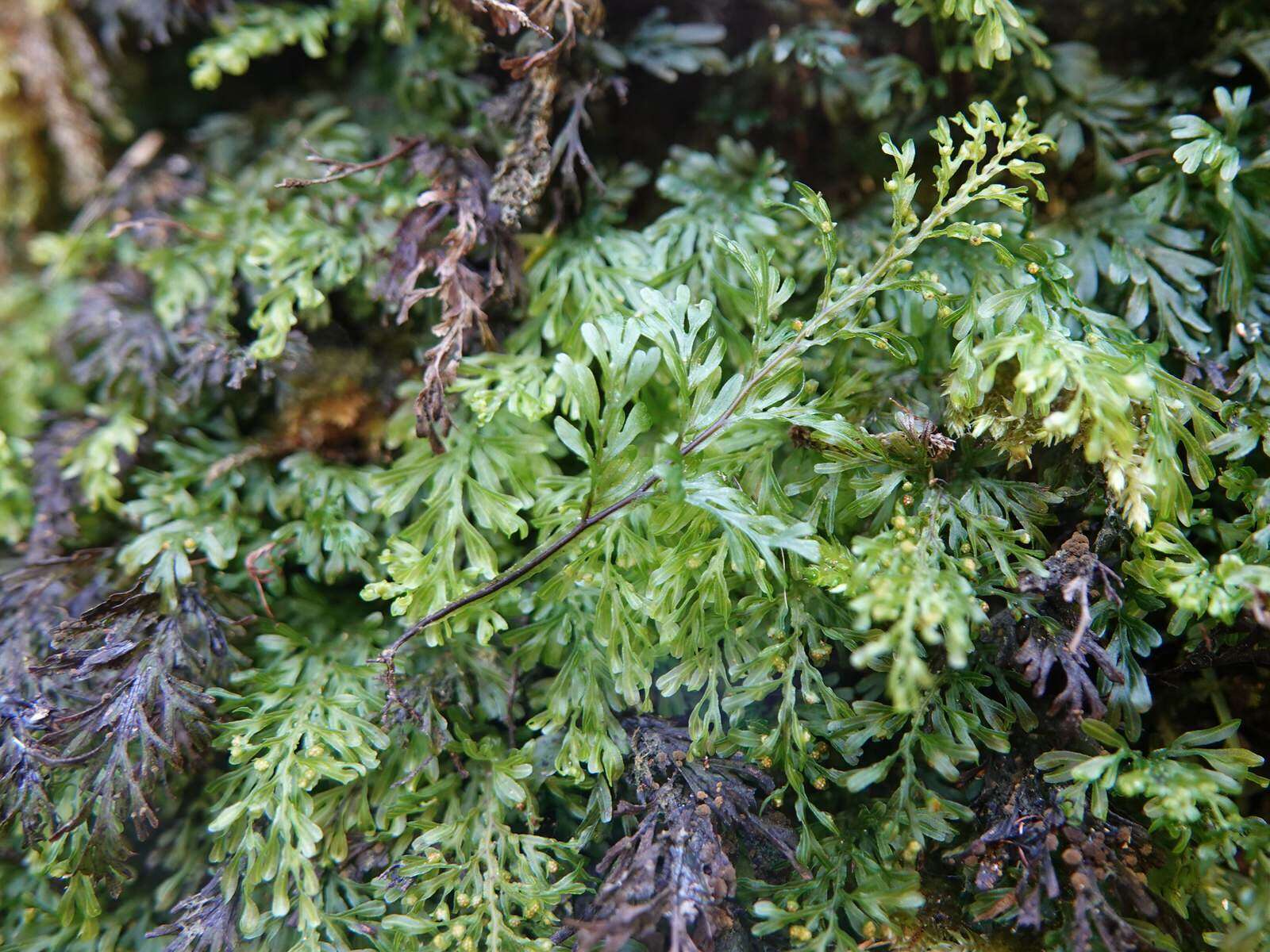 Hymenophyllum australe Willd.的圖片