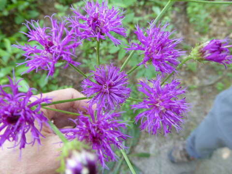 Image of stemless ironweed