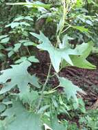 Image of variableleaf Indian plantain