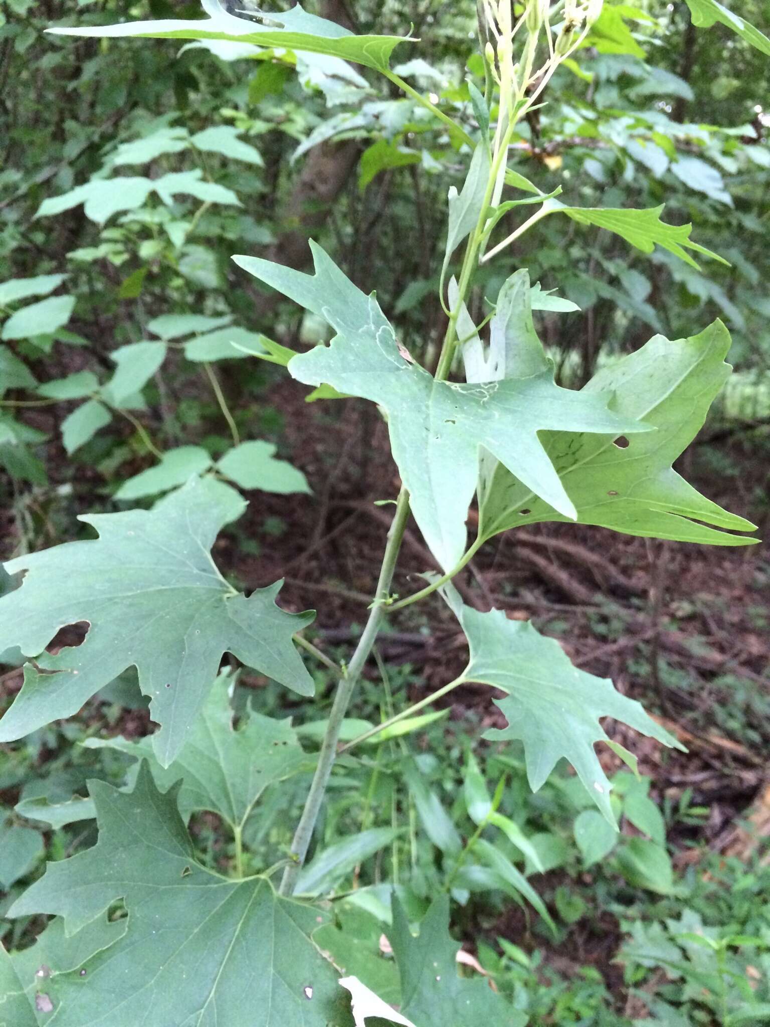 Image of variableleaf Indian plantain