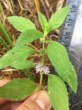 Image of Mentha canadensis L.