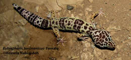 Image of Turkmenistan Eyelid Gecko