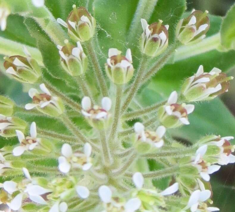 Image of field pepperweed