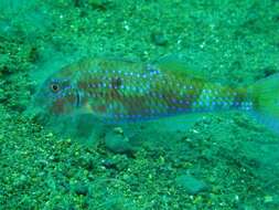 Image of Cinnabar goatfish