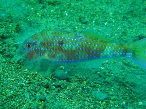 Image of Cinnabar goatfish