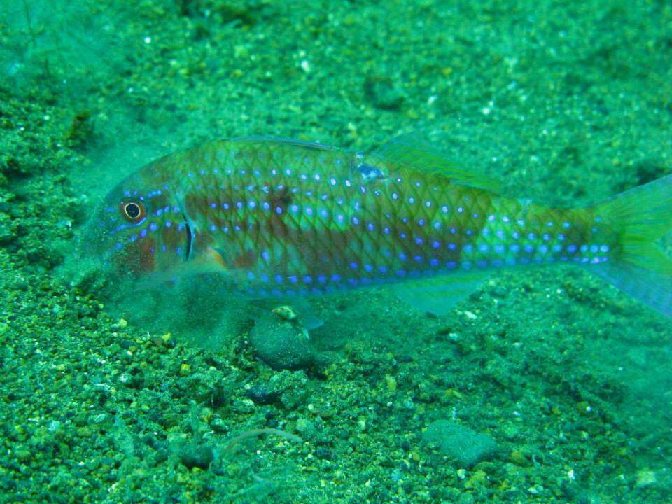 Image of Cinnabar goatfish