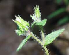 Image of Campanula afra Cav.