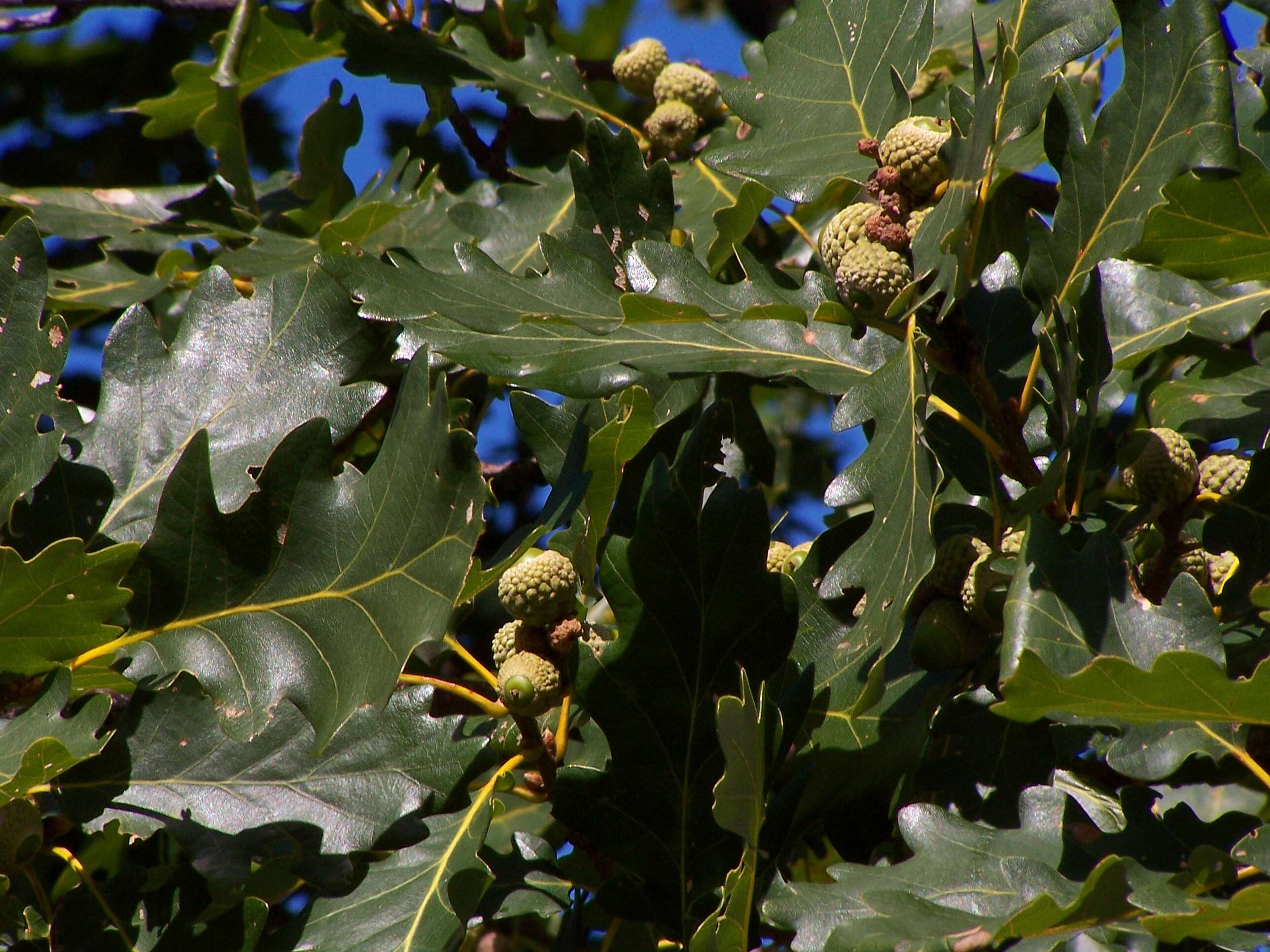 Image of Dalechamp's Oak