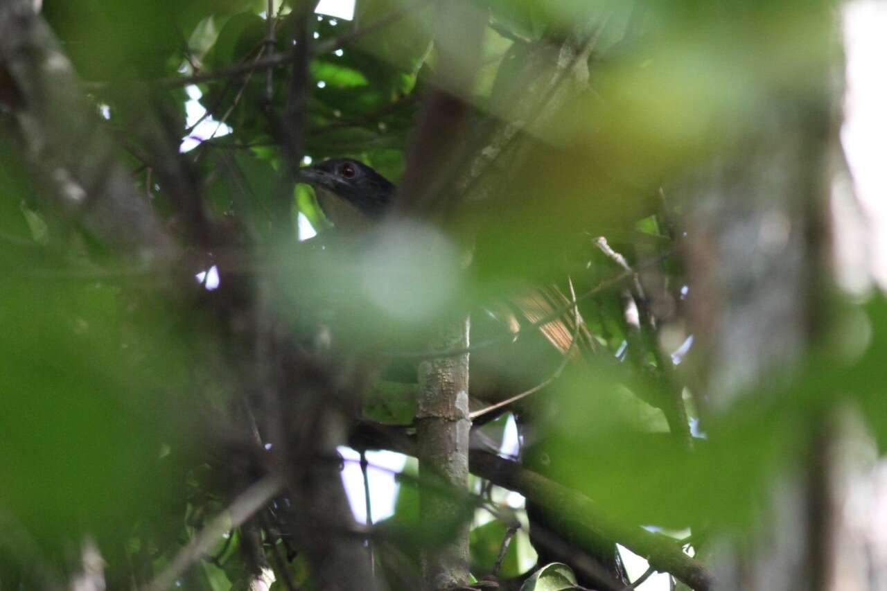 Image of Gabon Coucal