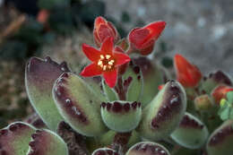 Image of Cotyledon tomentosa Harv.