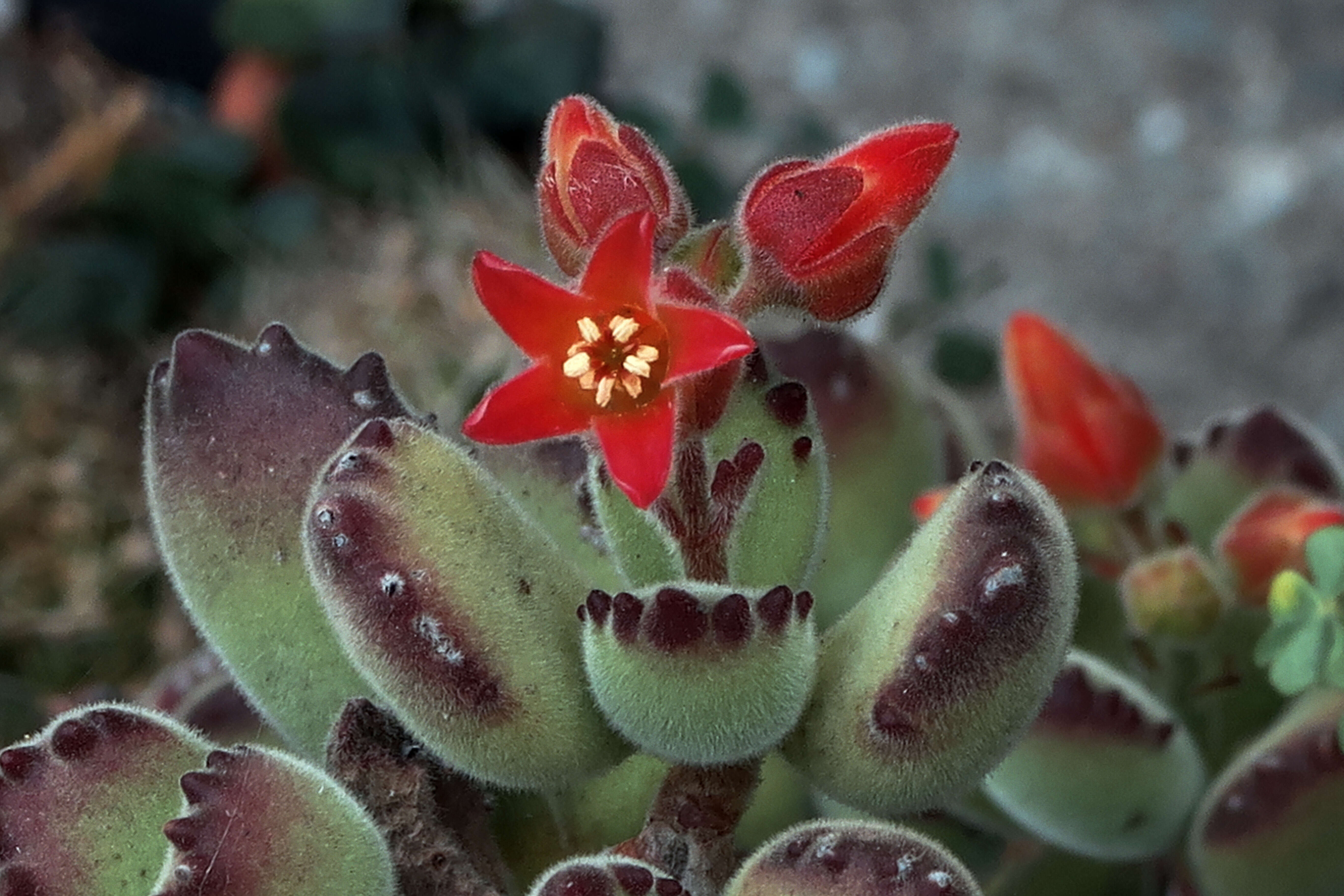 Image of Cotyledon tomentosa Harv.