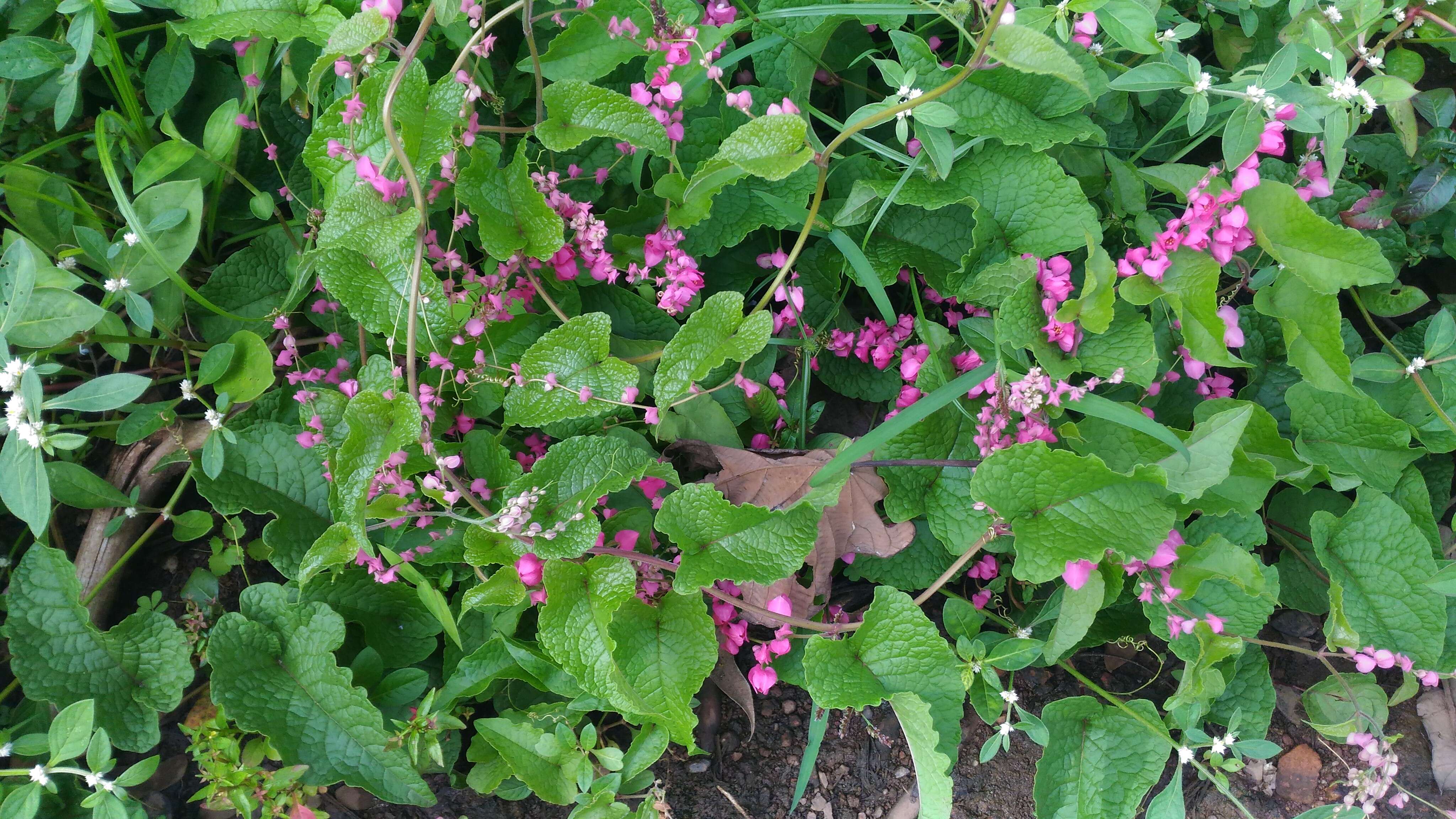 Image of antigonon