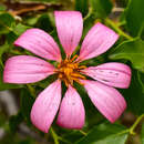 Image de Mutisia ilicifolia var. decandolleana (Phil.) Cabrera