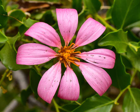 Image of Mutisia ilicifolia var. decandolleana (Phil.) Cabrera