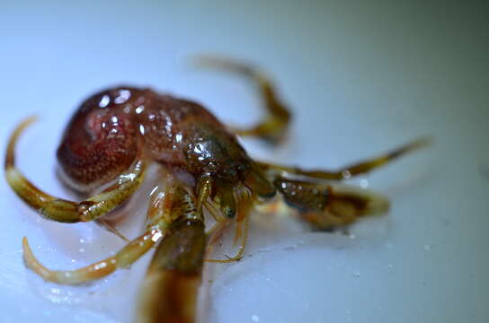 Image of Common hermit crab