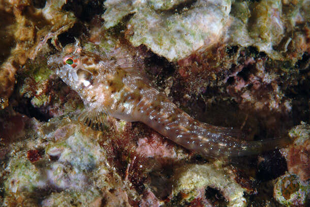 Image of Mystery blenny