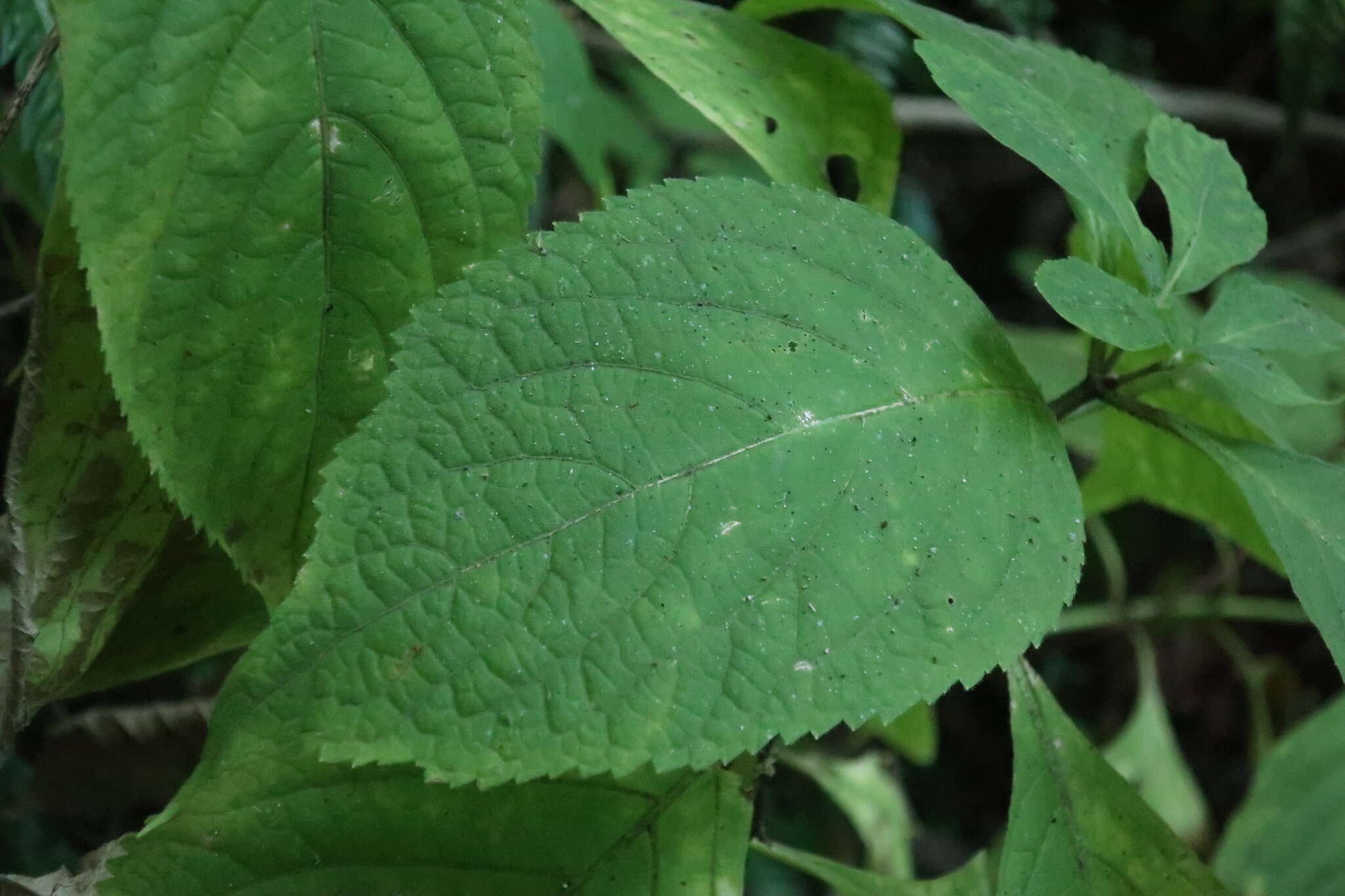 Image of Comanthosphace formosana Ohwi