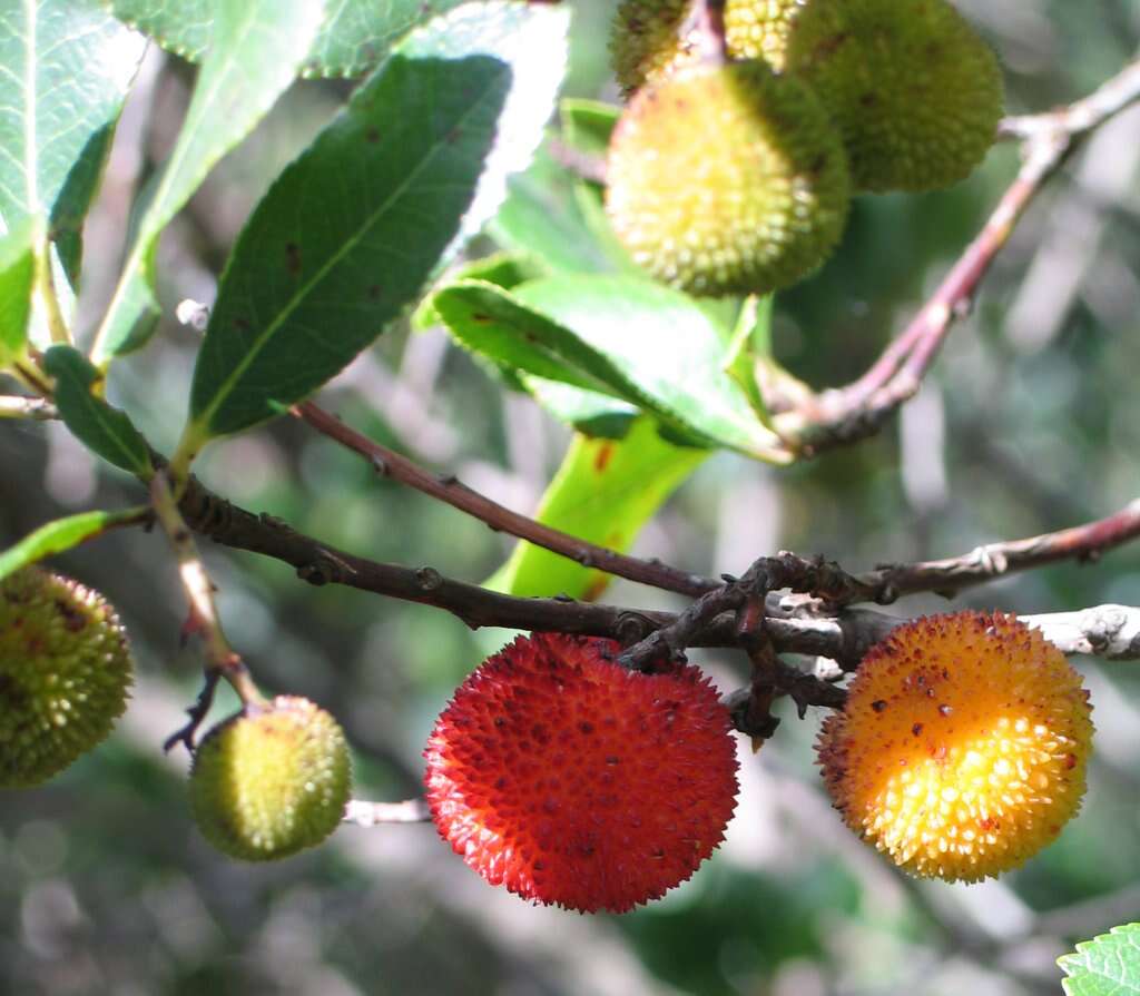 Image of strawberry tree