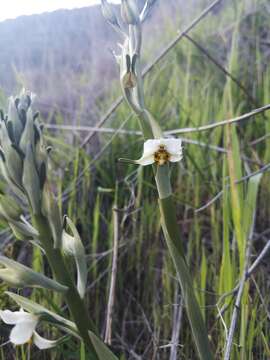 Image of Gavilea longibracteata (Lindl.) Sparre ex L. E. Navas