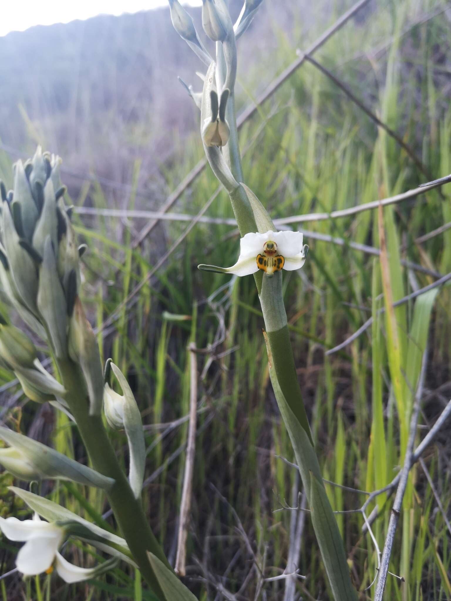 Plancia ëd Gavilea longibracteata (Lindl.) Sparre ex L. E. Navas