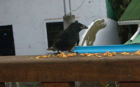 Image of Common Cactus Finch