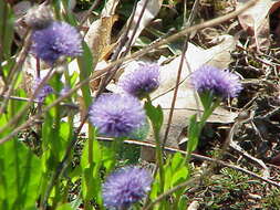 Sivun Globularia trichosantha Fischer & C. A. Meyer kuva