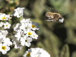 Imagem de Anthophora pulverosa Smith 1854