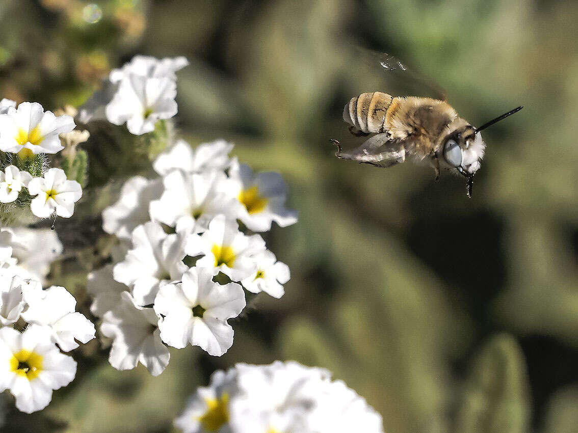 Sivun Anthophora pulverosa Smith 1854 kuva