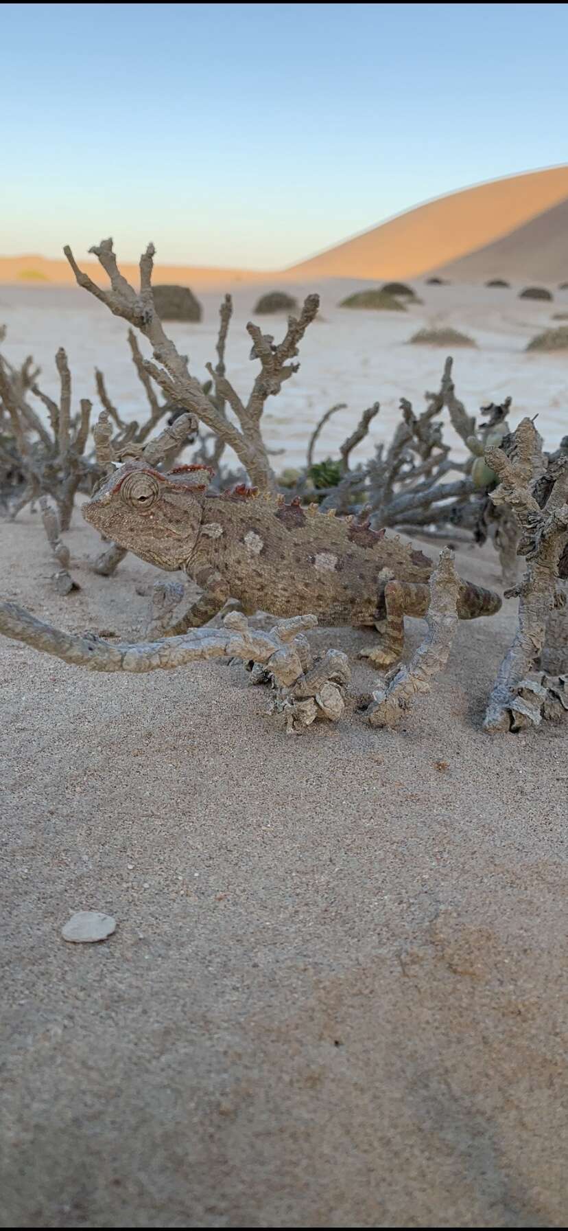 Image of Desert Chameleon