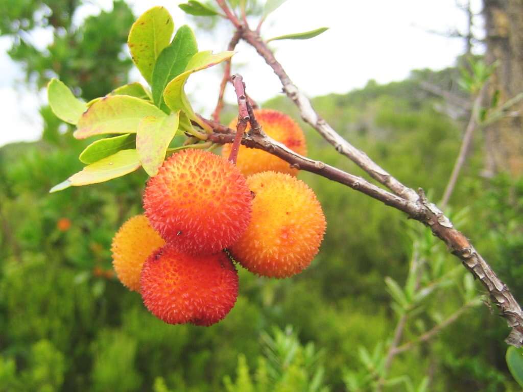 Image of strawberry tree