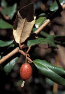 Image of Russian olive