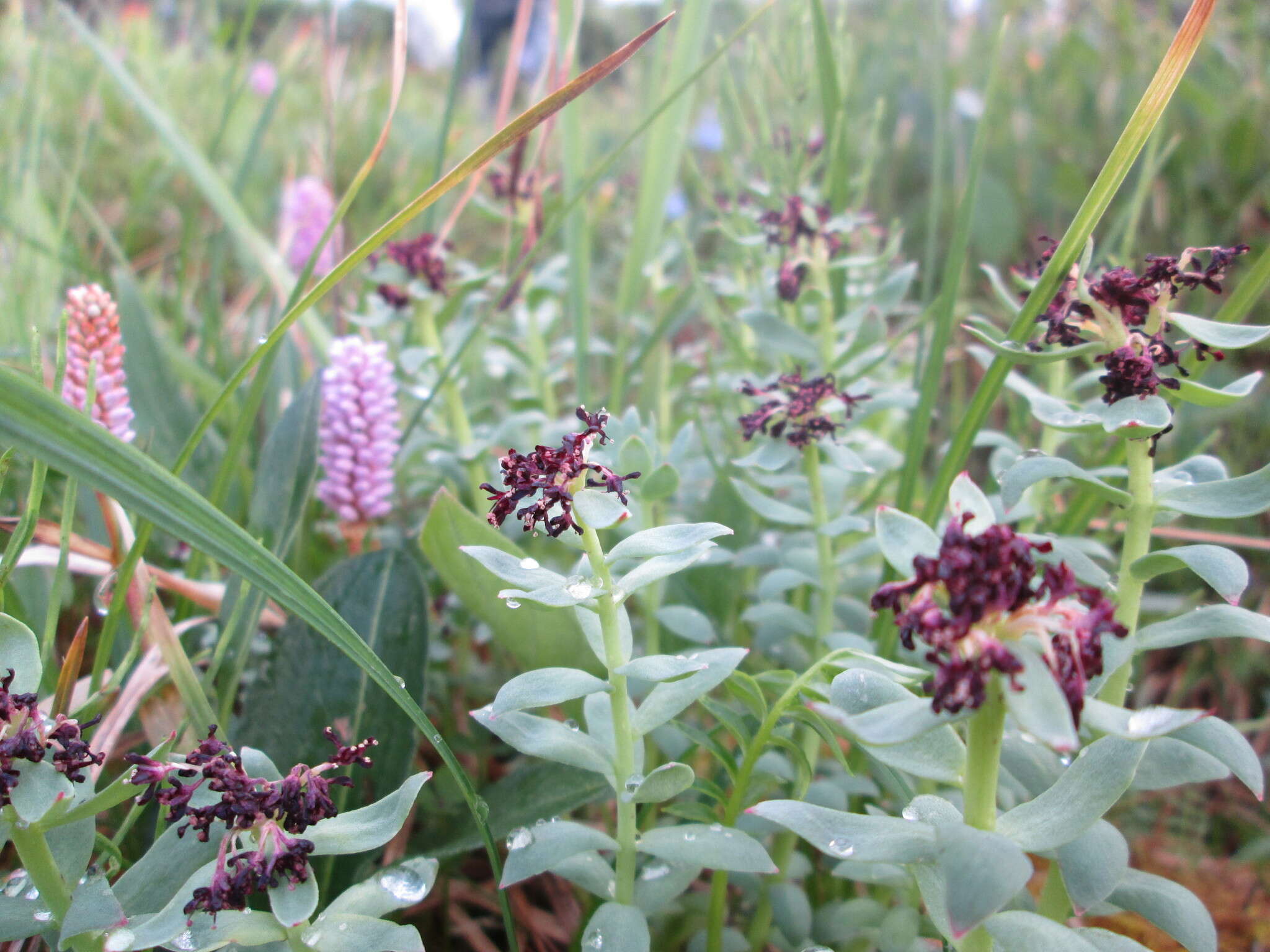 Image of ledge stonecrop