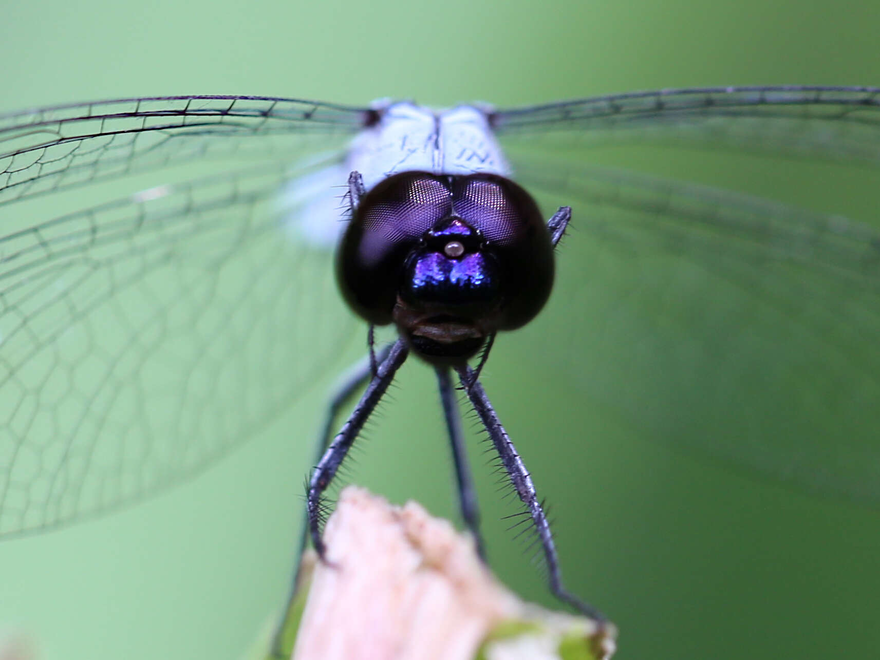 Слика од Brachydiplax duivenbodei (Brauer 1866)