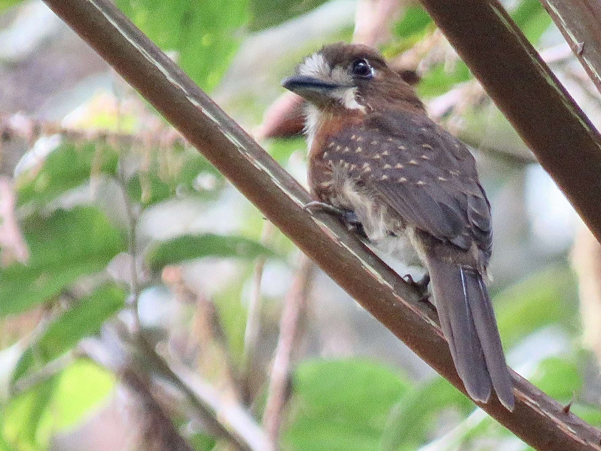 Image of Moustached Puffbird