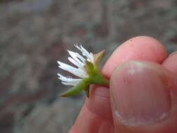 Image of Delosperma lineare L. Bol.