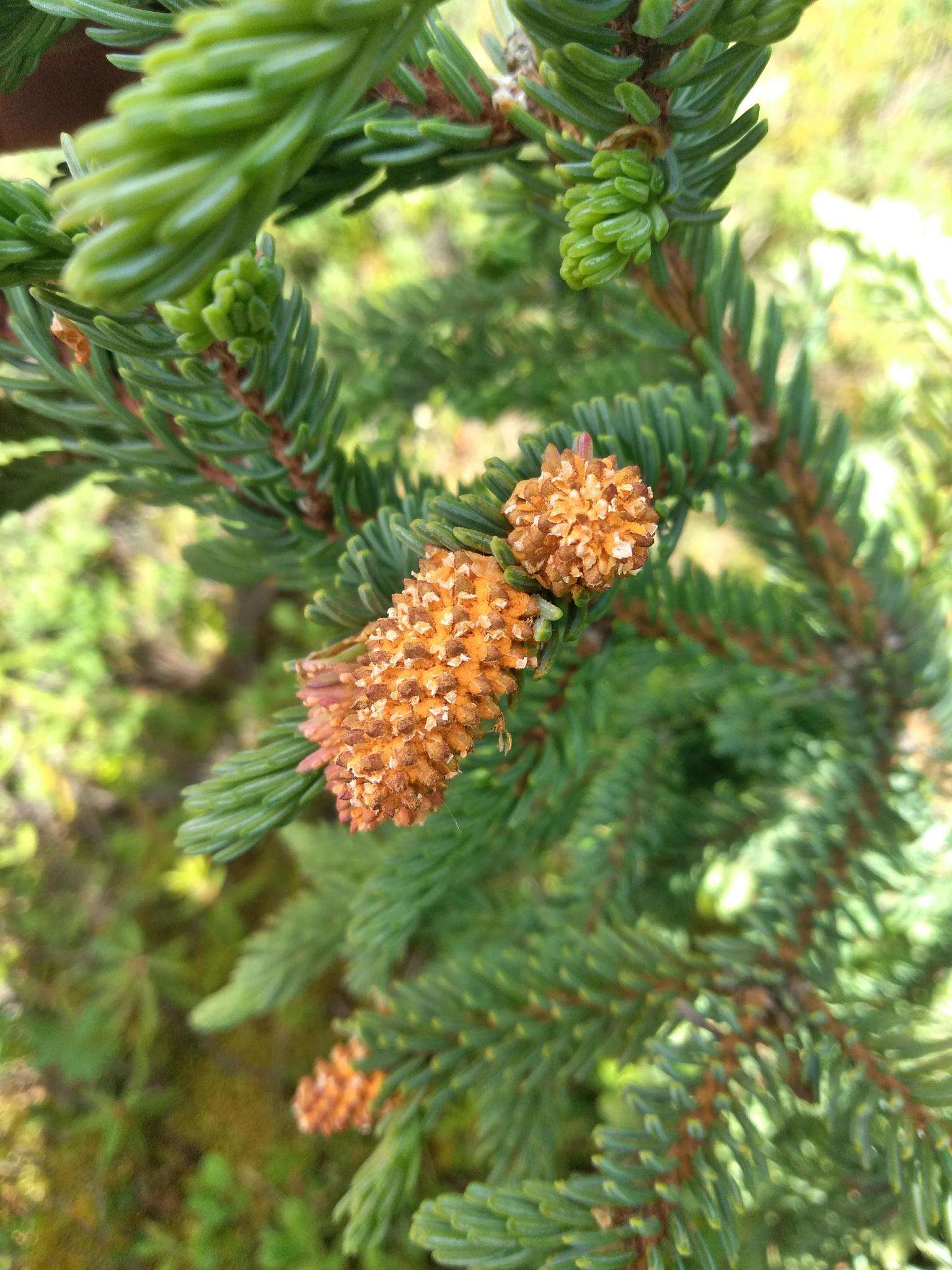 Imagem de Chrysomyxa woroninii Tranzschel 1903