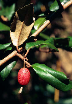 Image of Russian olive