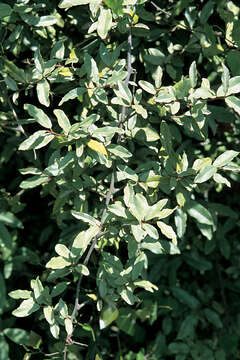 Image of Russian olive