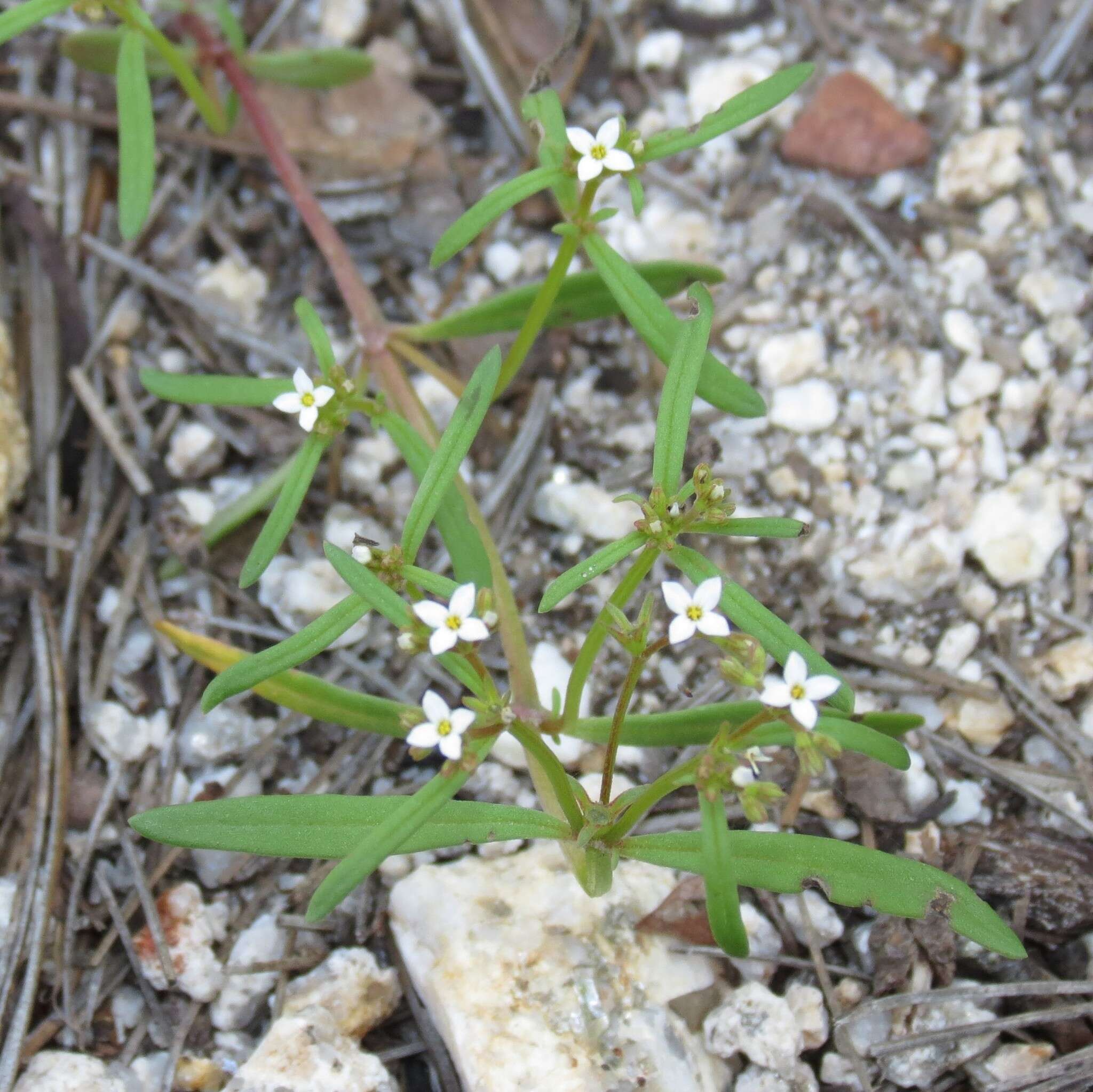 Image of Greene's starviolet